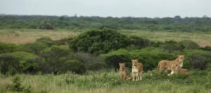 best African safari tours