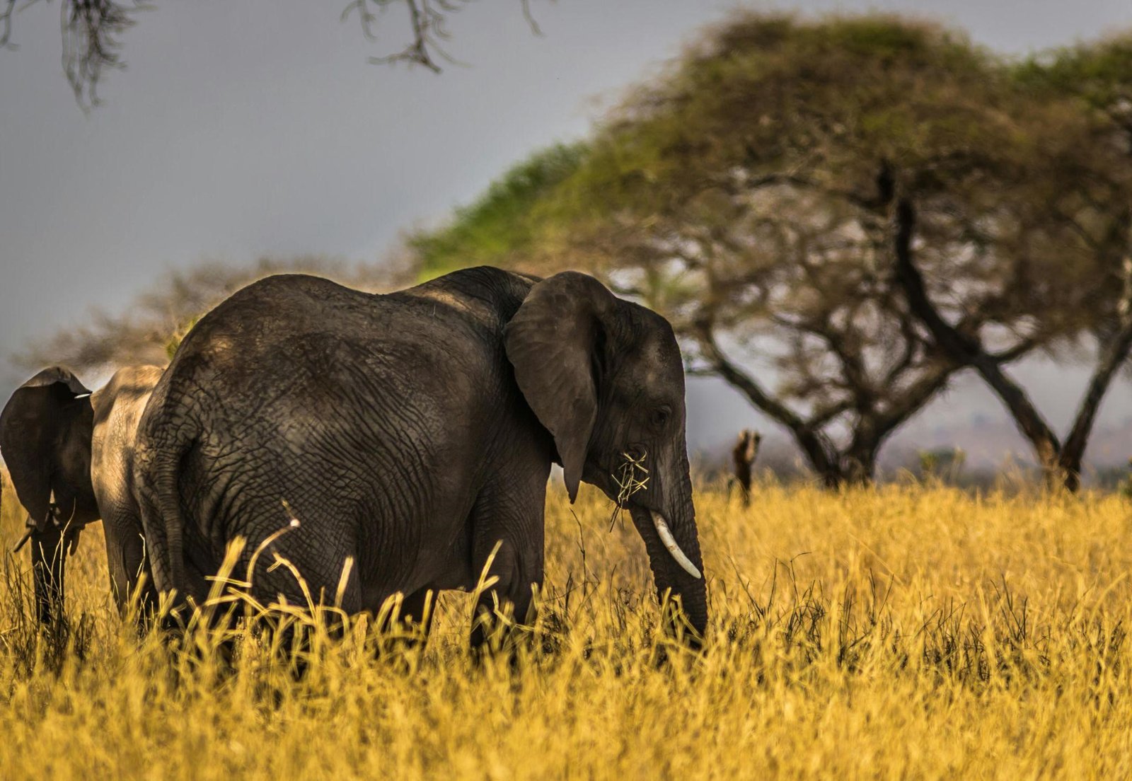 African safari trip