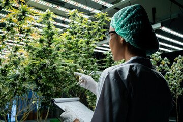 Cannabis Cultivation