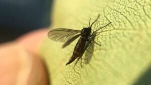 How-to-Get-Rid-of-Gnats