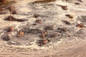 south africa safari