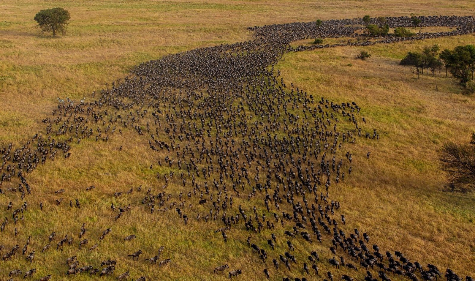 african safari