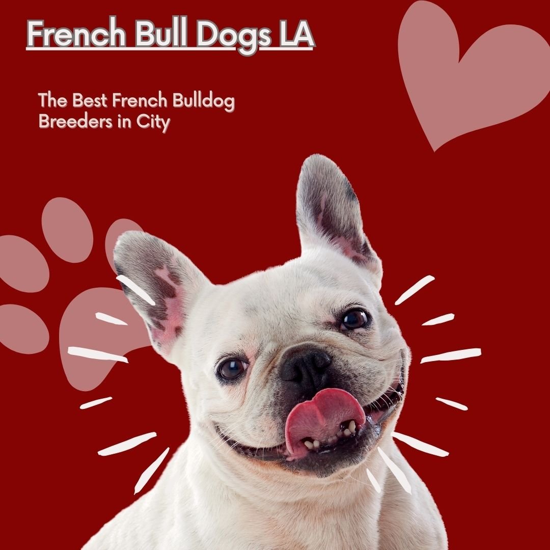 French Bulldog Breeder