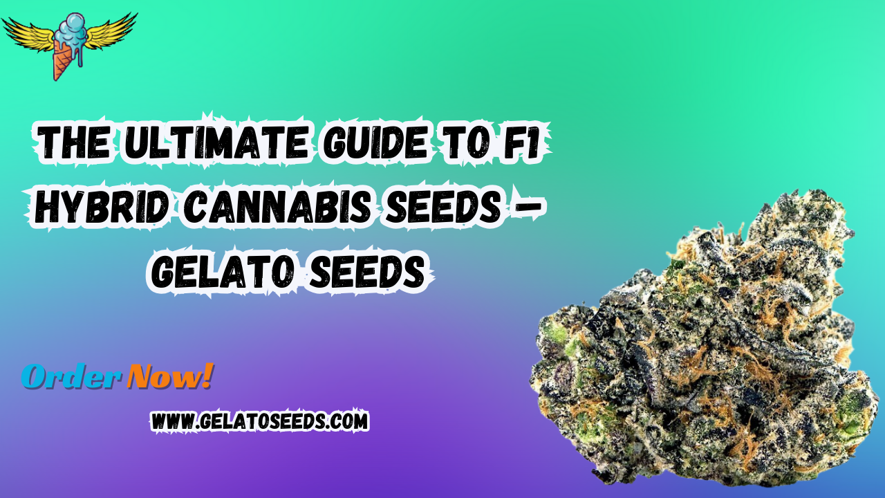 F1 hybrid cannabis seeds