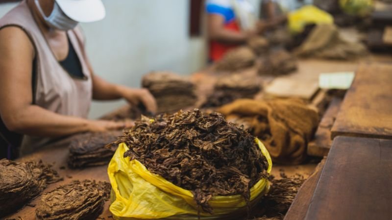 Tobacco Market