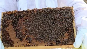 Practical Hive Inspection
