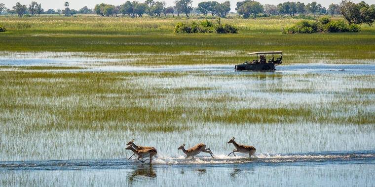 african safari