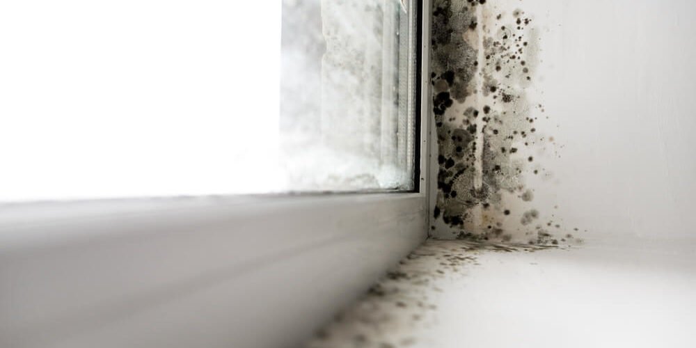 Mold Remediation Services