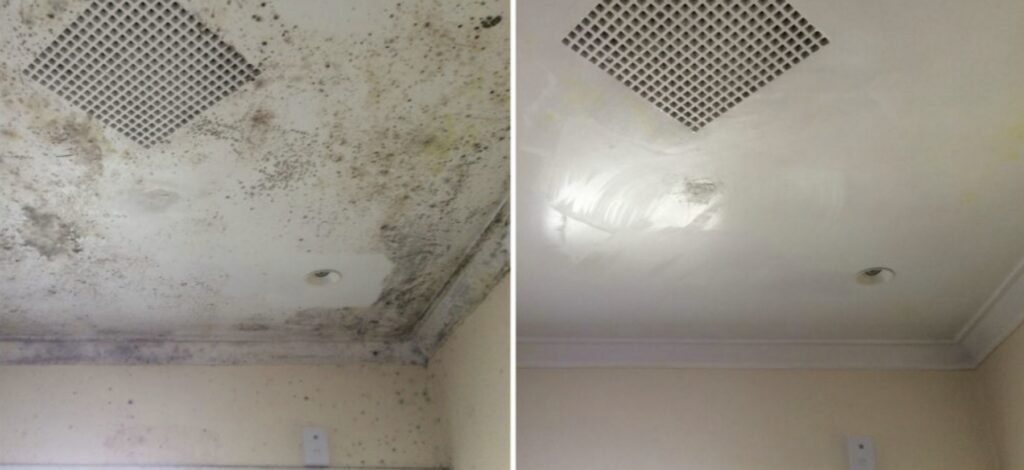 Mold Remediation Services