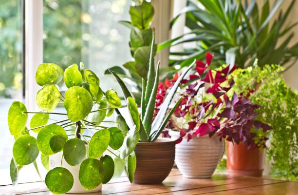 Healthy indoor plants being cared for with professional maintenance services, including watering, pruning, and pest control.