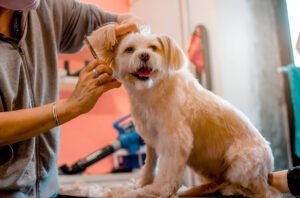 Top-Rated Paw Trimmer Your Guide to Paw Grooming