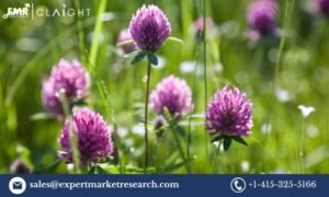 red clover market