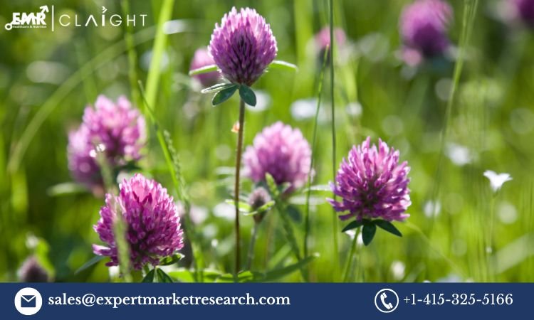 red clover market