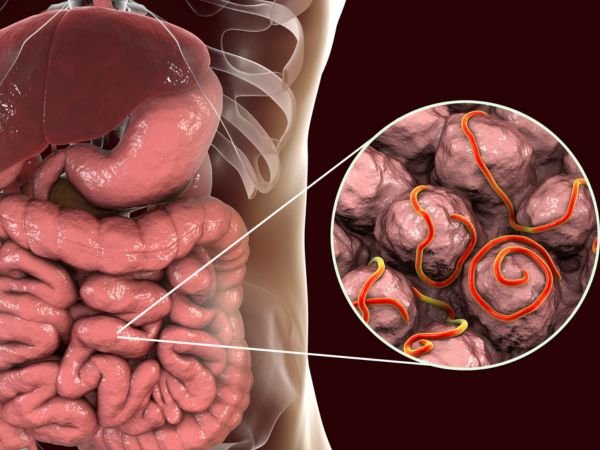 Exploring the Efficacy of Ivermectin 12mg in Parasite Control