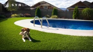 Creating a Pet-Friendly Pool Area for Summer Fun