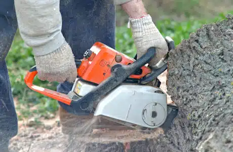 tree stump removal service