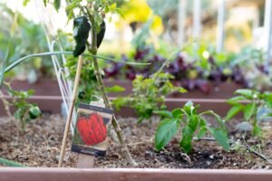 5 Easy Ways to Protect Your Garden from Pests in Port Coquitlam