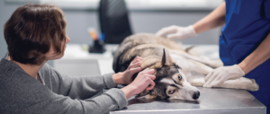 veterinarians in Knoxville
