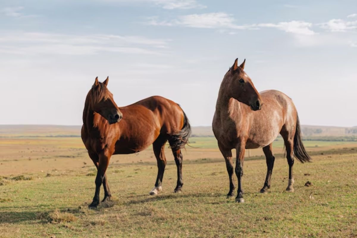 Horse Riding Equipment