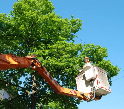 Professional Tree Care