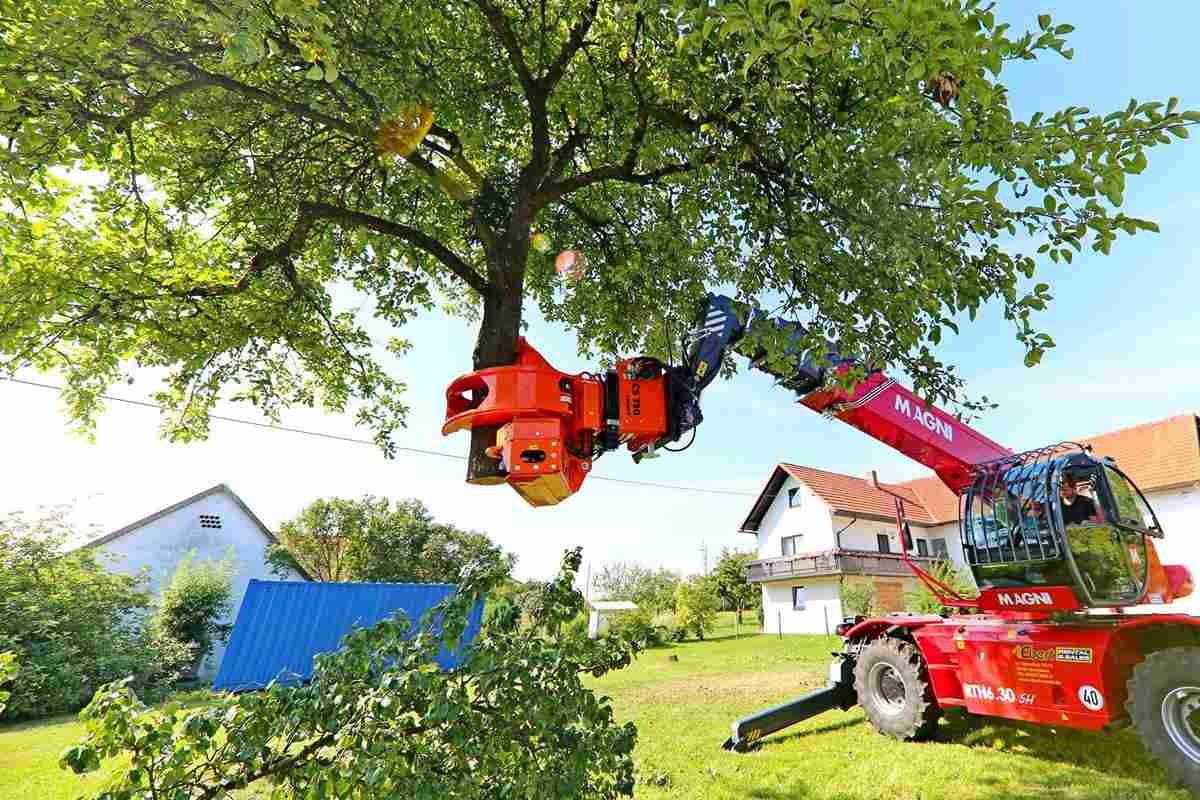 tree stump grinding service​