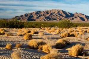Land Buyers