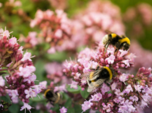 Why Bees Are Essential to Gardens but Avoid Indoors