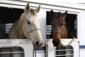 buy horse trailers