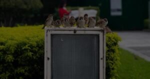 bird exterminator service Mississauga