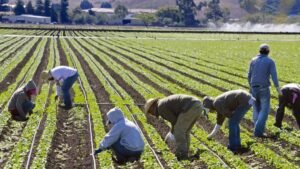 Sustainable Agriculture Farming