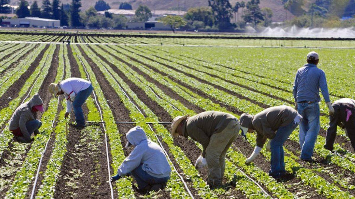 Sustainable Agriculture Farming