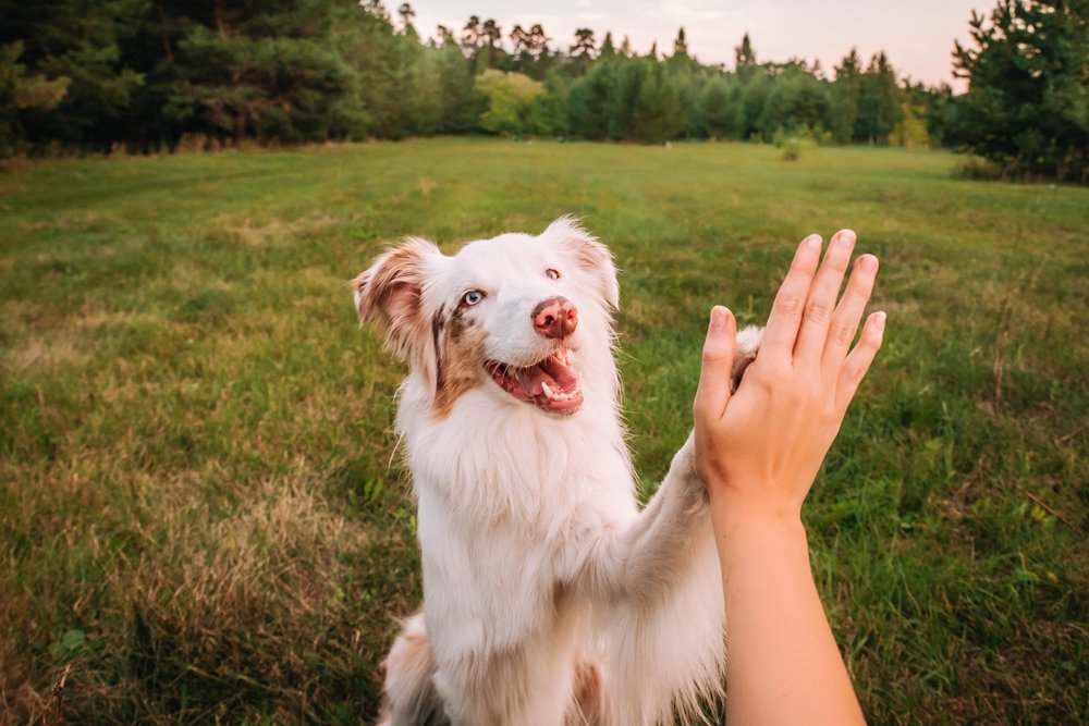 Dog Board and Training