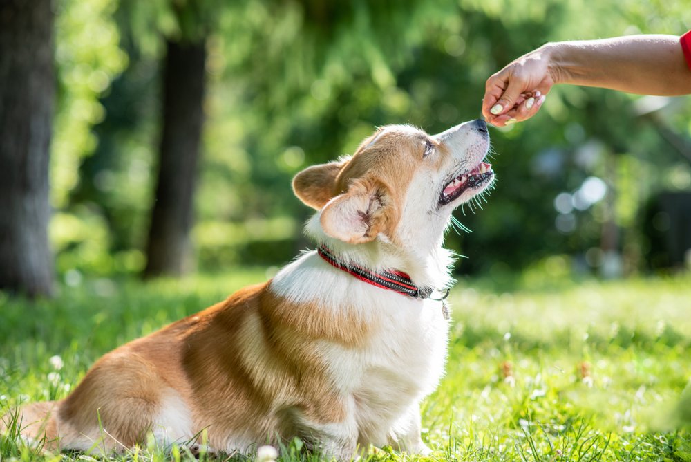 Dog Board and Train Services