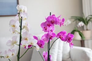 6 Best Types of Orchids and Their Meaning