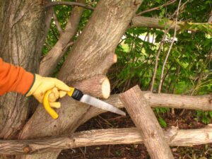 Commercial and Residential Tree Services