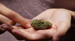 Mississauga Same Day Weed Delivery