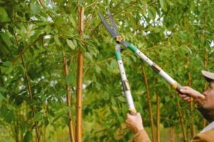 Tree Care and Maintenance Services