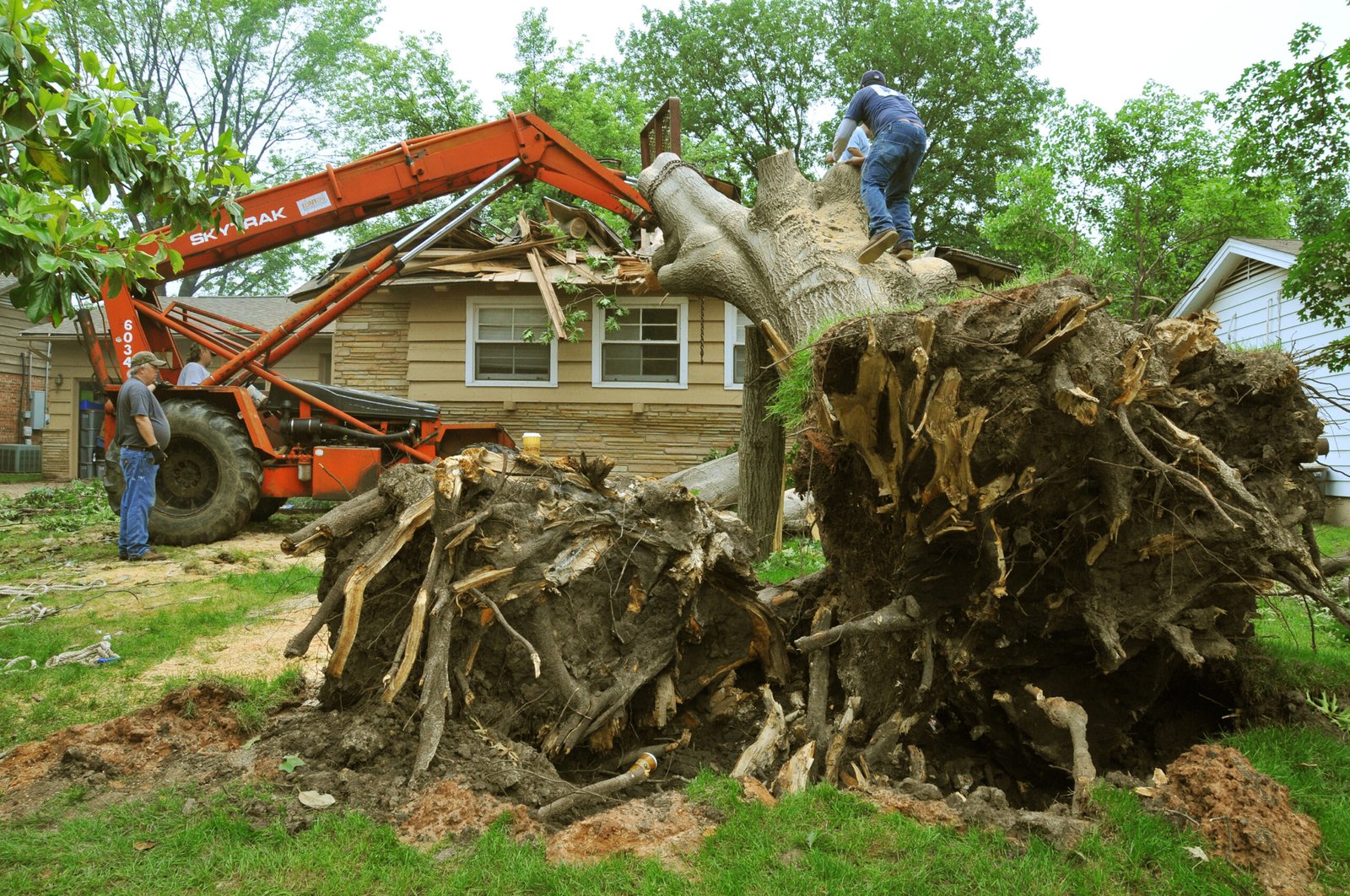 deadwood removal in Milton Keynes