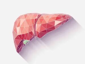 Liver