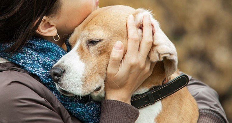 Pet Euthanize