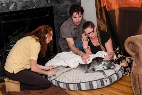 pet hospice