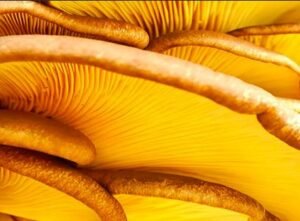 Champignons Adaptogènes