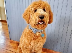 Goldendoodle Haircut Ideas to Keep Your Pup Stylish Year-Round