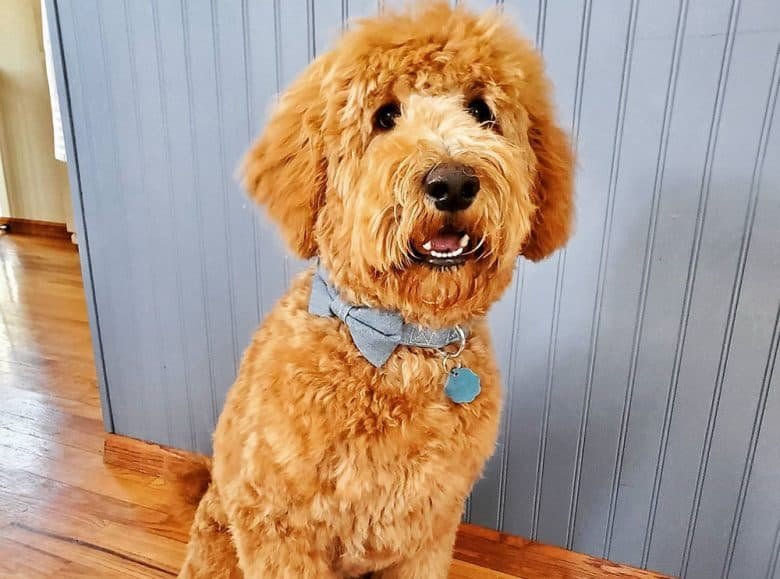 Goldendoodle Haircut Ideas to Keep Your Pup Stylish Year-Round