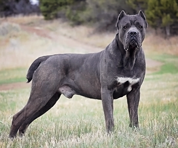 Cane Corsos