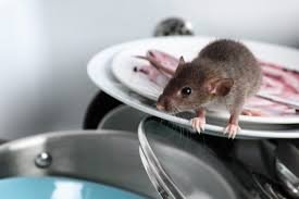 trusted pest professionals