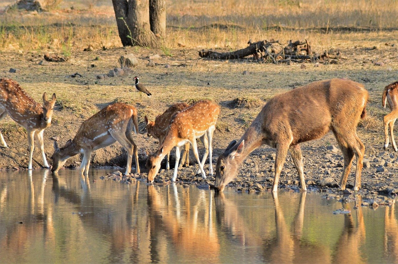 ranthambore tour
