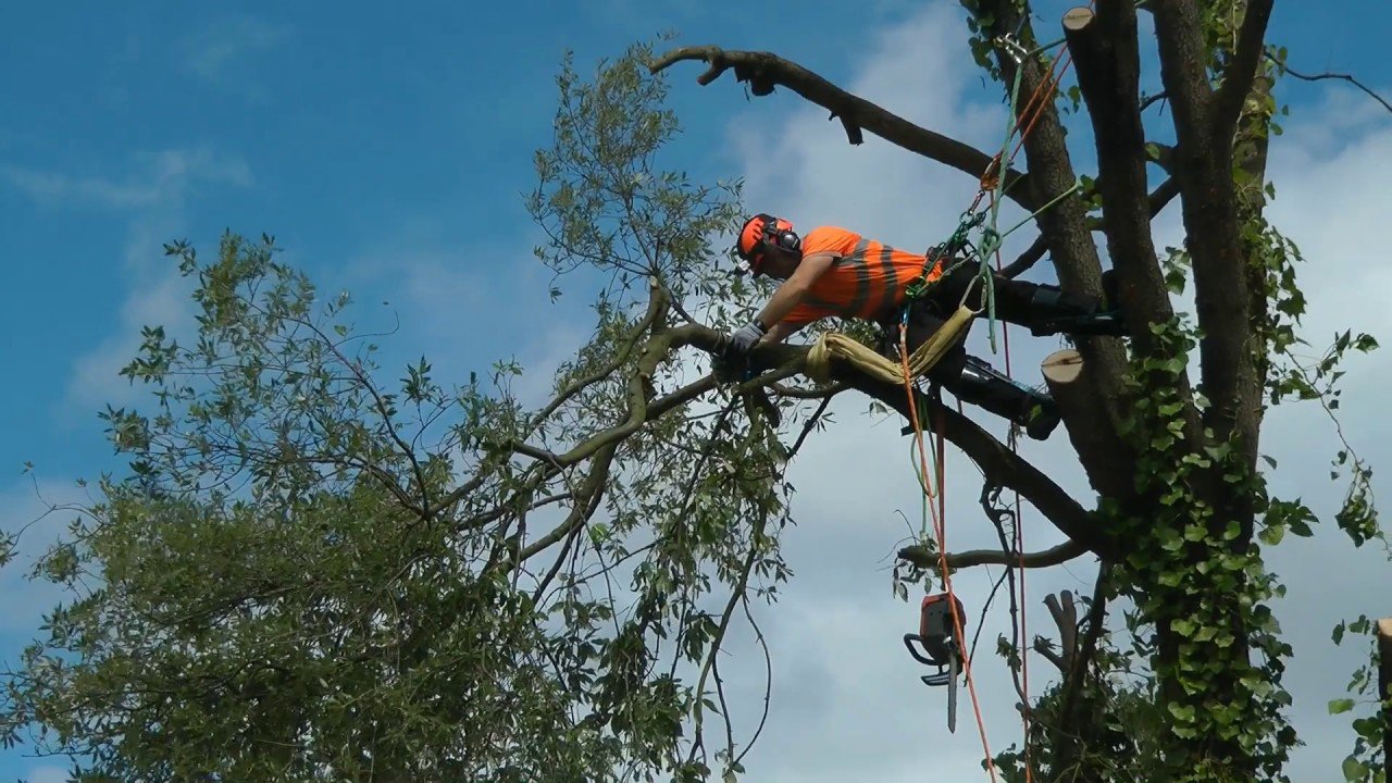 Tree Surgery
