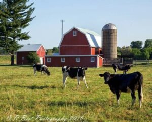 UK Farms