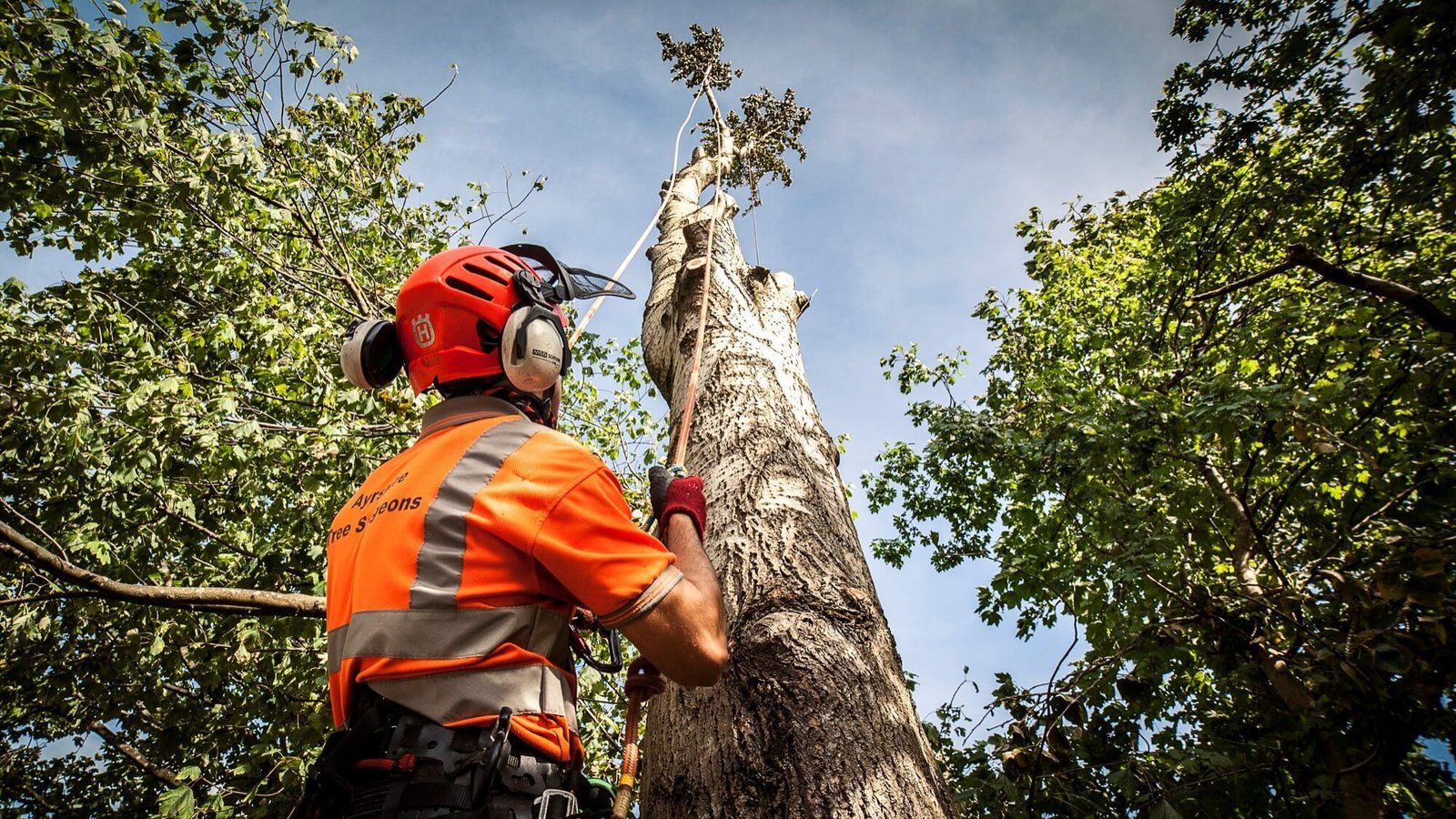 Tree Surgeon uk